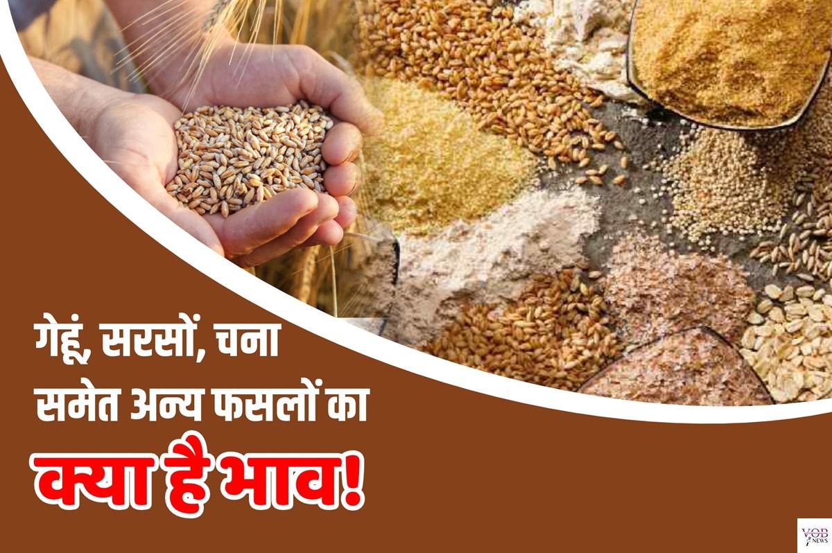 Read more about the article अनाज मंडियों में 93 प्रतिशत सरसों और 91 फीसदी गेहूं उपज का हुआ उठान : डीसी